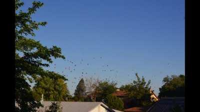 this is one of the largest hot air balloon mass ascentions in the world (balloon fiesta)