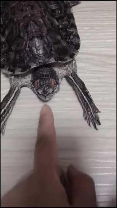 Little turtle bro playing drums on the fingers