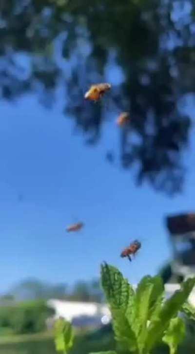 Bees for sure need Air Traffic Controllers