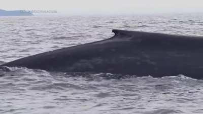 Amazing Drone Footage: Blue Whale