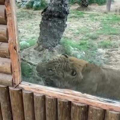 Human on steroids and every other enhancing drugs vs 30% of lion tug of war