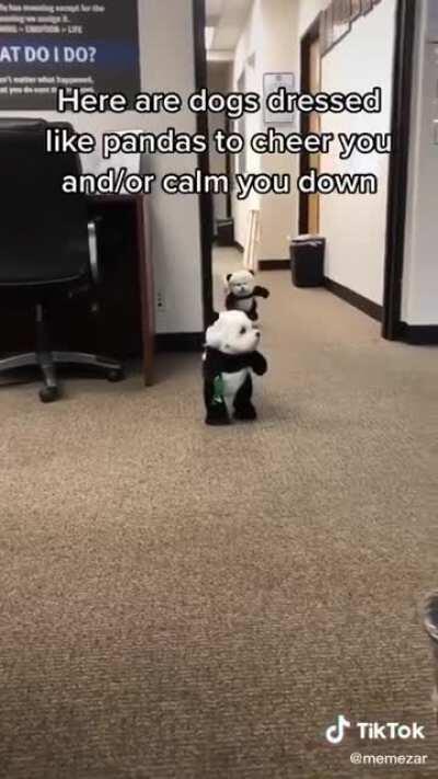 Doggo dressed as pandas will surely cheer you up