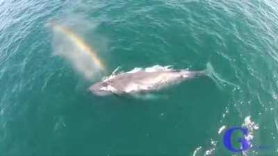 Humpback whale shoots out a rainbow