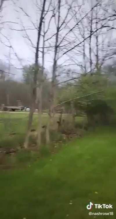 Donkey Laughing at Dog who shocked itself.