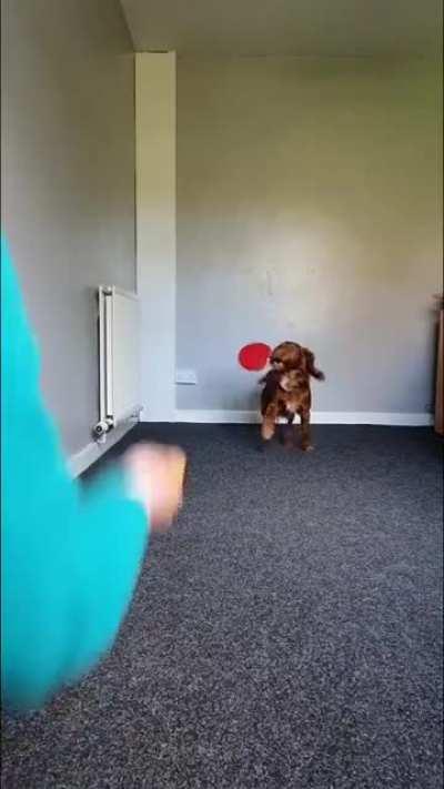 This Cocker Spaniel plays Ping Pong