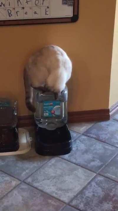 After my mom passed we took her cat. Apparently she’s never had a water dispenser before. Lol.