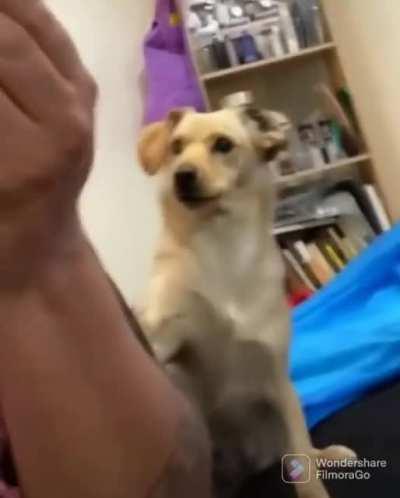 The concerned look on this dog's face