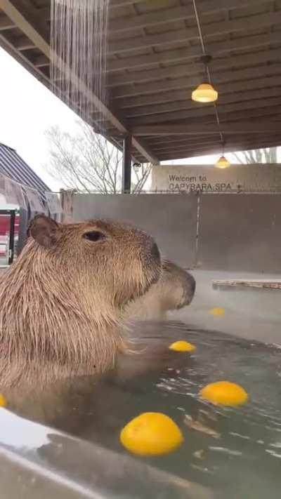 welcome to capybara spa