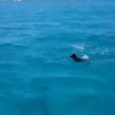 Wild dolphin playing with dog