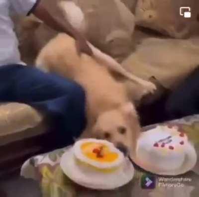 Dogs pretends to fall and takes a quick bite of the cake