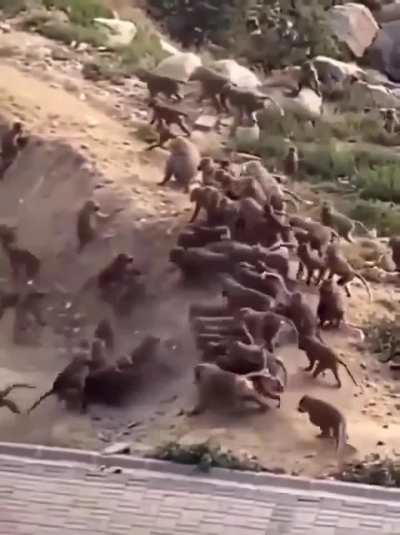 Monkey clans at war