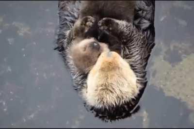 Day old sea otter floating with mom