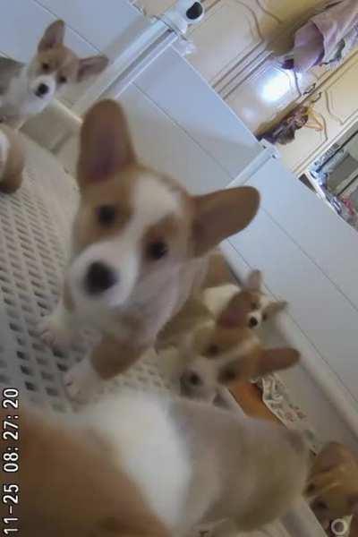 So the puppy cam fell and everybody got curious.