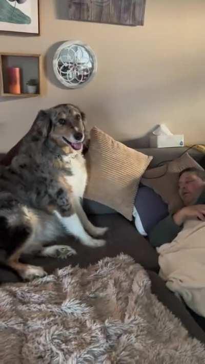 Dog can’t wait for his human to wake up