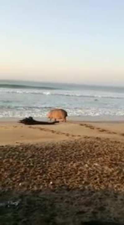 Wildlife on Richard's Bay beach