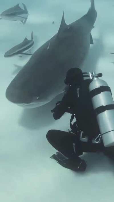 🔥Diver's encounter with a group of sharks