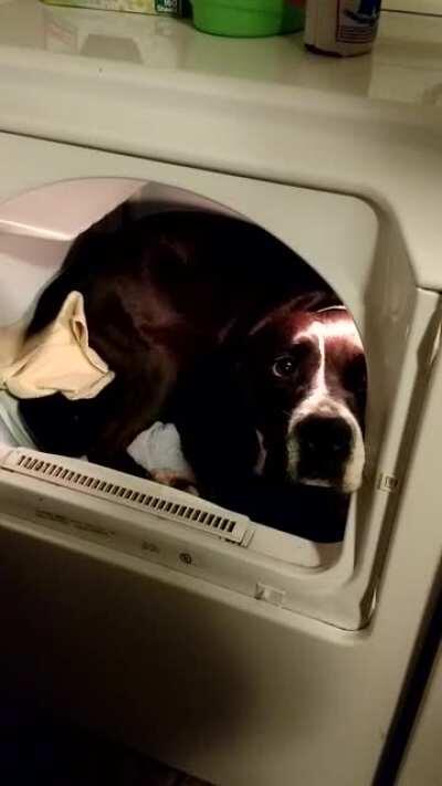 Rescued junkyard dog became HUGE fan of warm and dry towels and blankets.