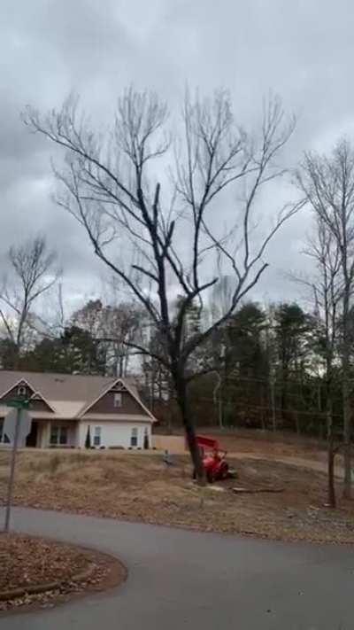 Dead tree completely falls apart when it hits asphalt.