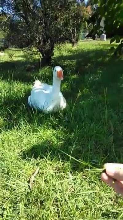 POV: Your goose wants breakfast