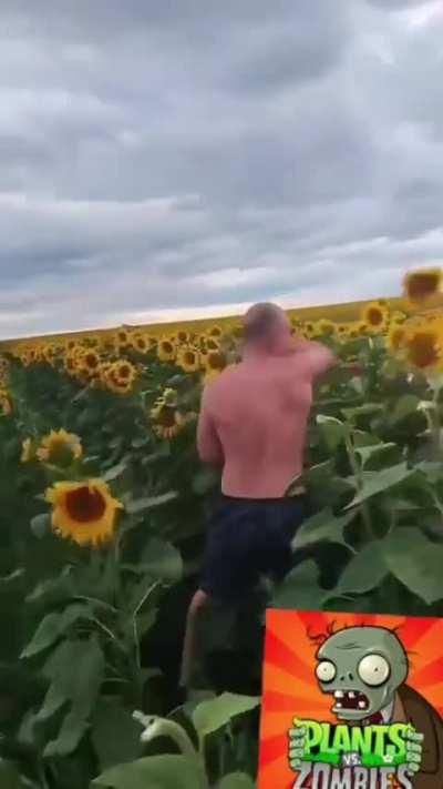 The shorts guy, beater of sunflowers