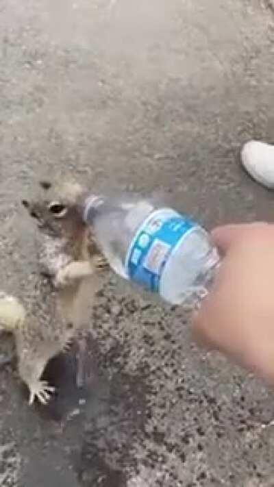 Squirrel Asking For Water!