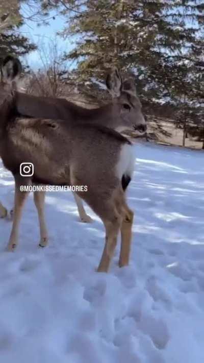 Friendship has upgraded to nose-boop status