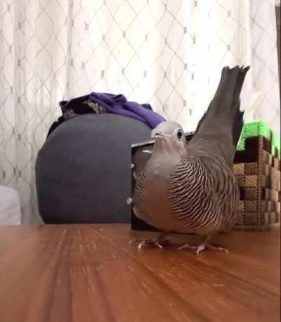 Birb Bomb