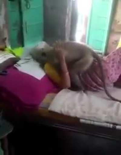 This old woman used to feed the monkey regularly. As she fell ill, the monkey did not see her for a few days, so he came inside the room to see how shw was!