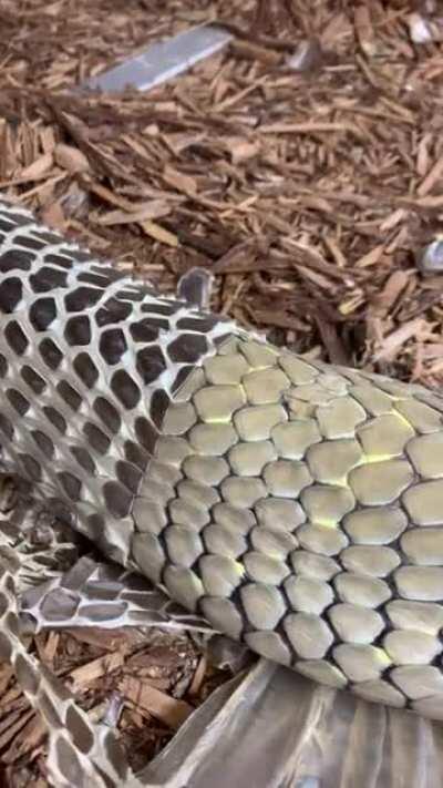 Skin shedding snake