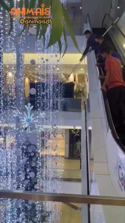 Shopping staff using a live kitten as Christmas tree topper