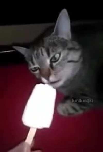 Do cats enjoy ice pops?