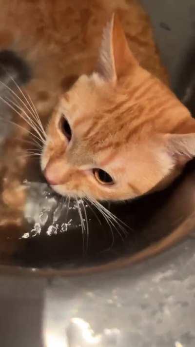 SOme frEAk bOiLS hIs cAt aliVe to MAkE DELICioUs soUp 