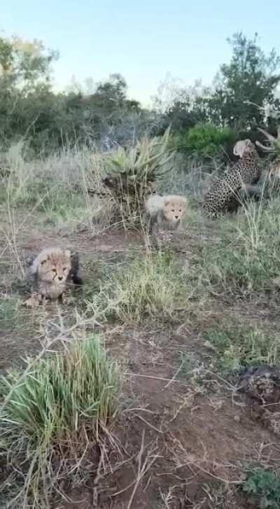 Hissing Cheetah Cubs