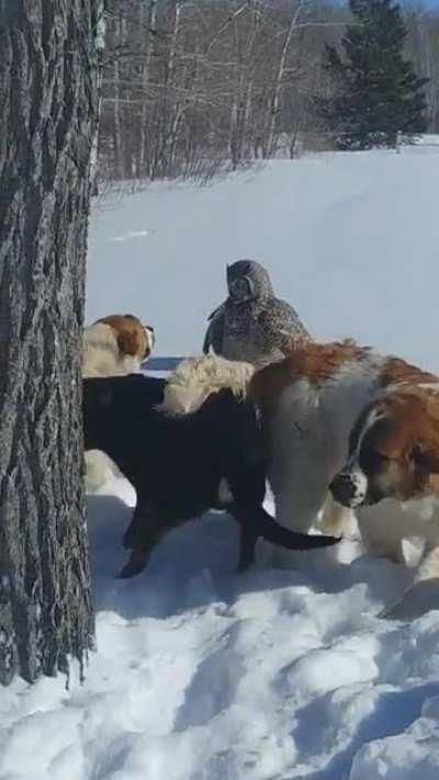 🔥 This has got to be the most badass Owl ever...