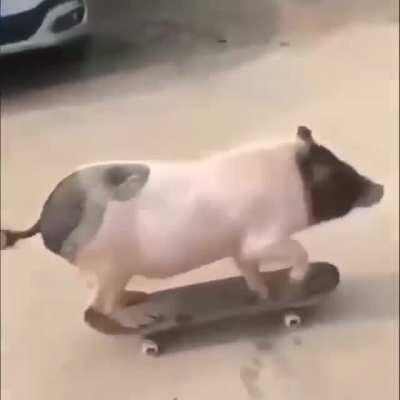 Four legged skateboarder