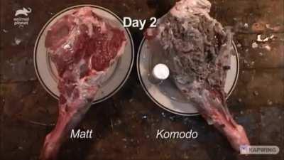 Human vs Komodo Dragon bite on raw meat.