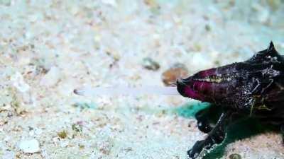 🔥 Cuttlefish Use Hypnosis to Hunt