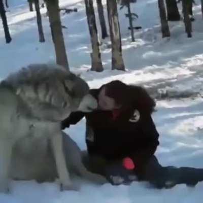 Grey wolf transforms into a good boy when he is visited by the people that helped raise their pack