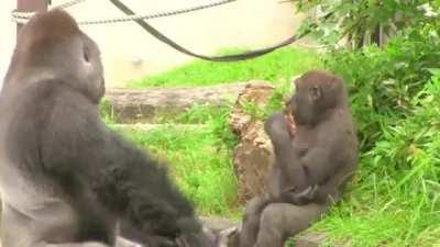 It's not unusual for Silverbacks to be affectionate father figures. Shabani just takes that up to 11