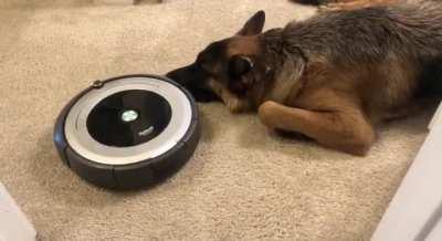 Roomba assesses a good boy