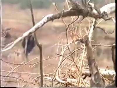 Shortly after the Rendlesham forest event near RAF Bentwaters/Woodbridge UK in 1980, they cut all the trees because of radiation.