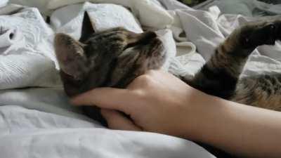 My boy demanding early morning cuddles. Definitive proof that cats are affectionate.