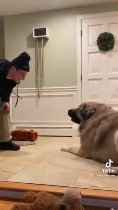 Really big boy playing with his owner