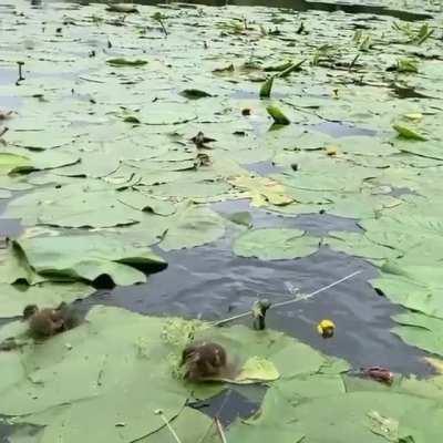 baby duckies on lily pads :)