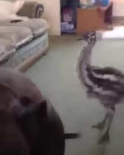 Baby emu has best reaction to meeting dog for the first time.