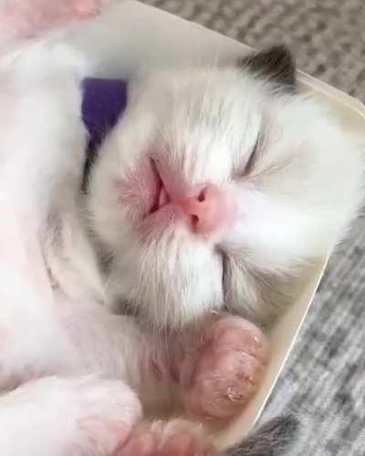 Kitten nugget