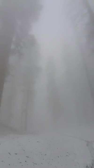 🔥 Hiking among the giants in the fog, in Sequoia National Park