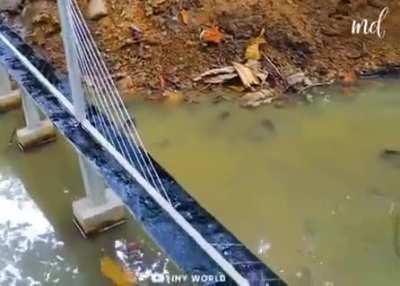 Man builds a miniature suspension bridge over a creek.