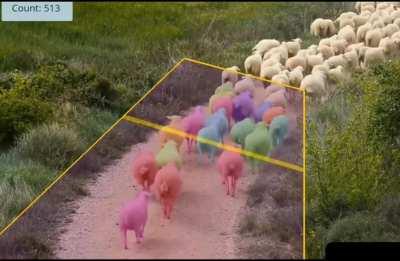 AI vision program that counts sheep