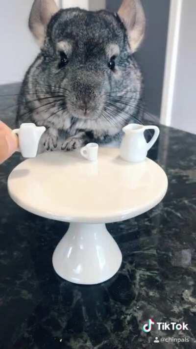 Henry the chinchilla goes to his 9 to 5!